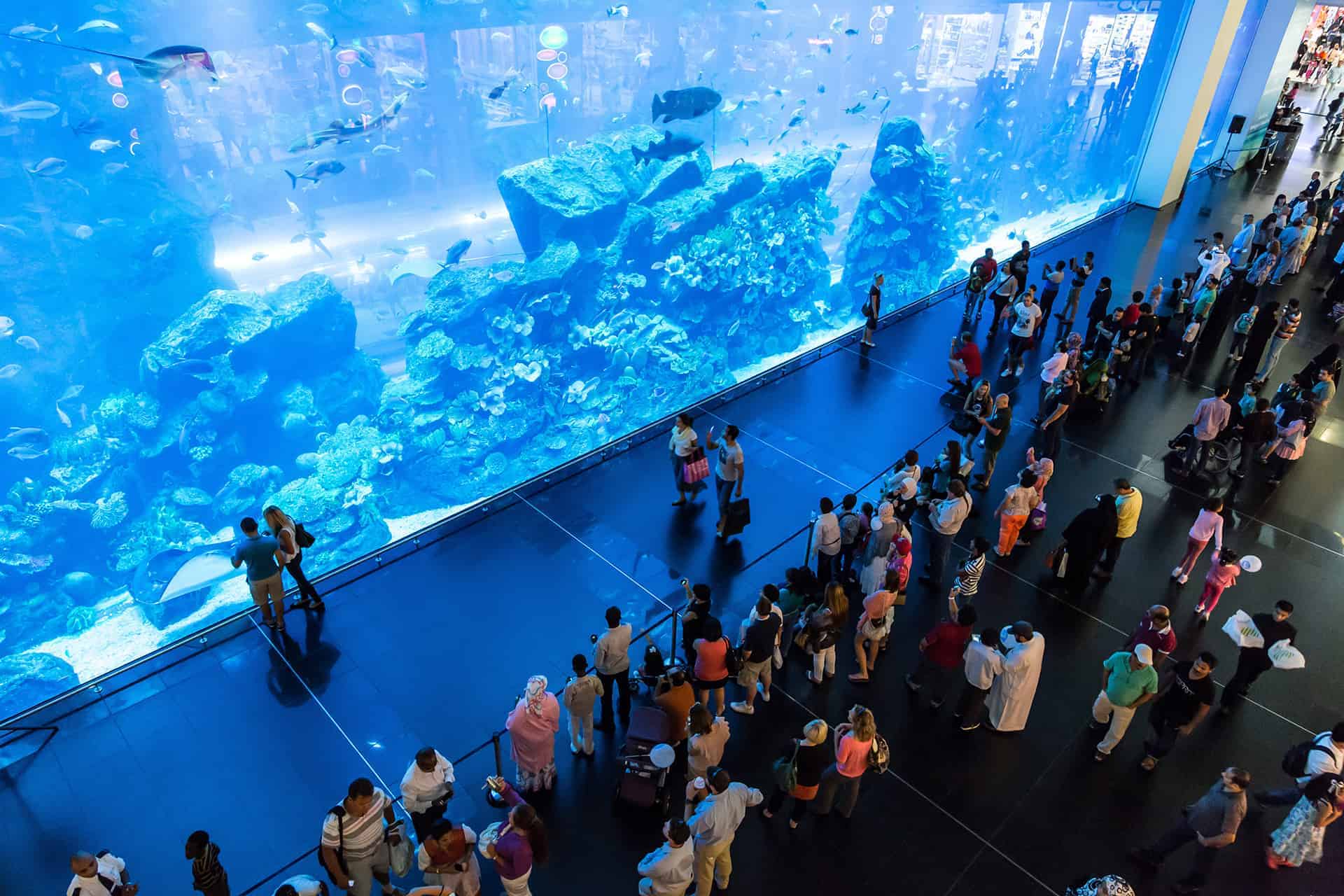 dubai aquarium underwater zoo aquarium underwater zoo