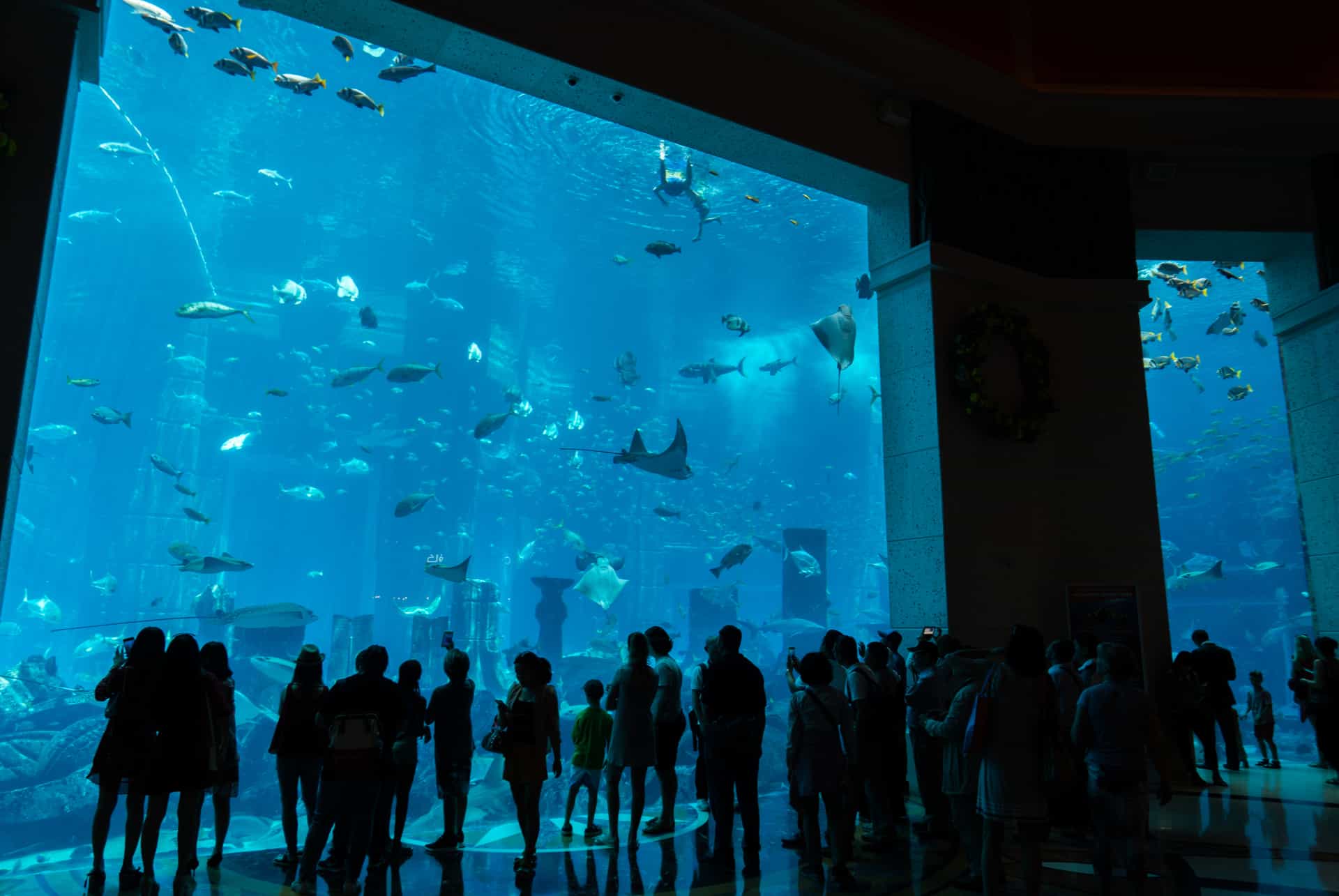 aquarium lost chambers aquarium lost chambers