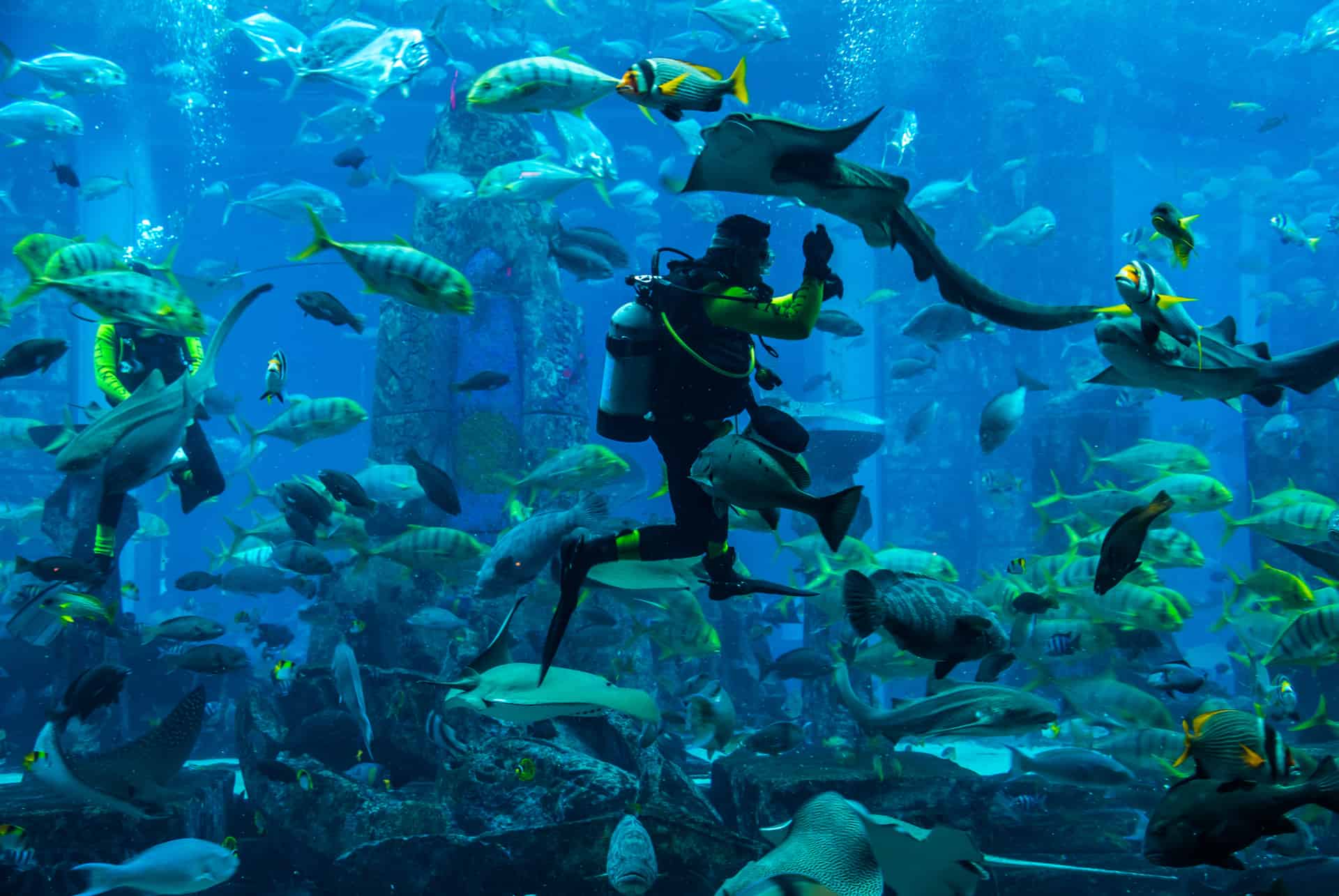 aquarium atlantis plongee aquarium atlantis plongee