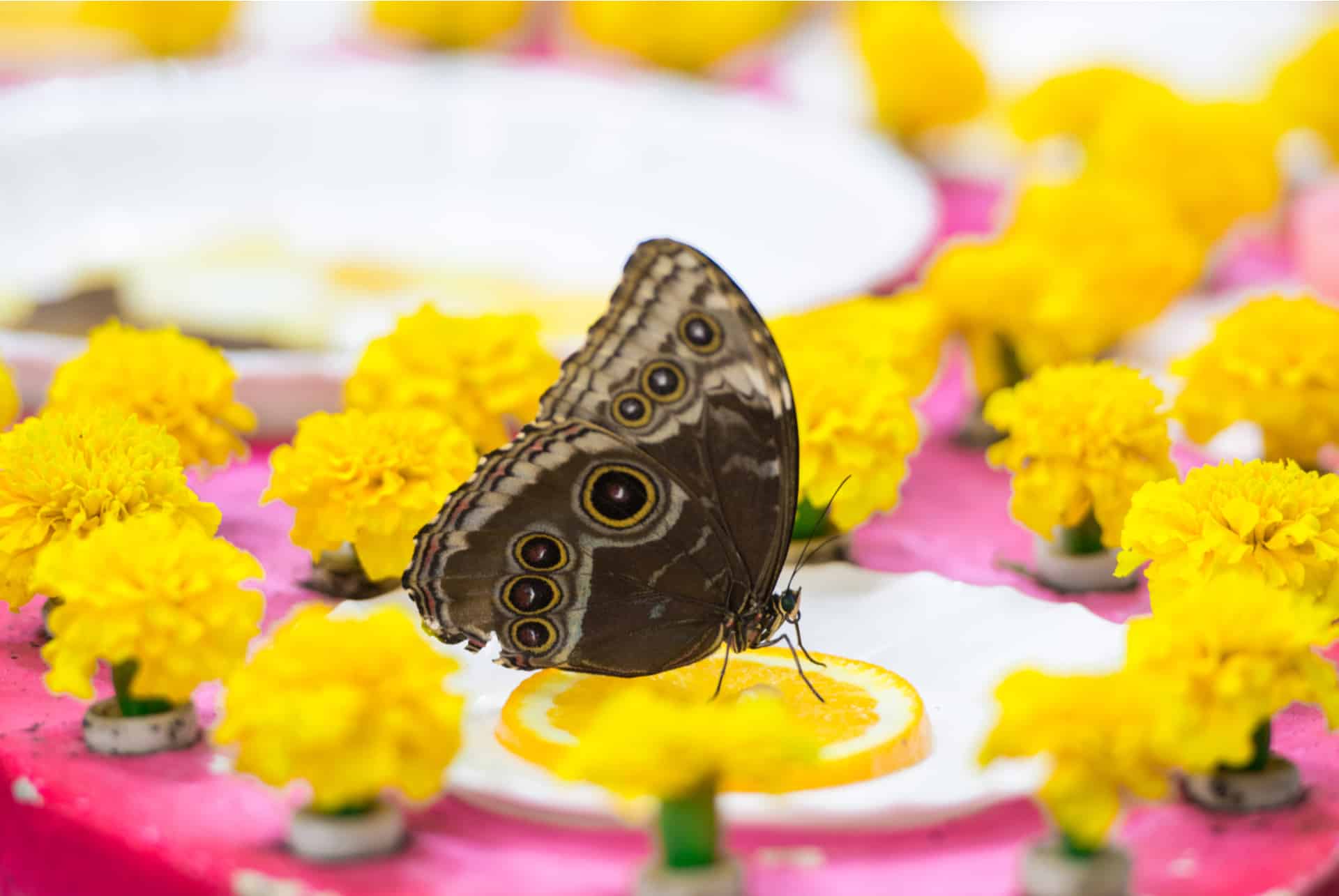 dubai butterfly garden dubai butterfly garden
