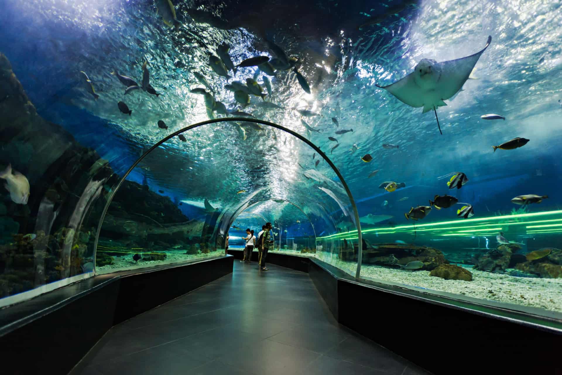 aquarium de dubai aquarium de dubai