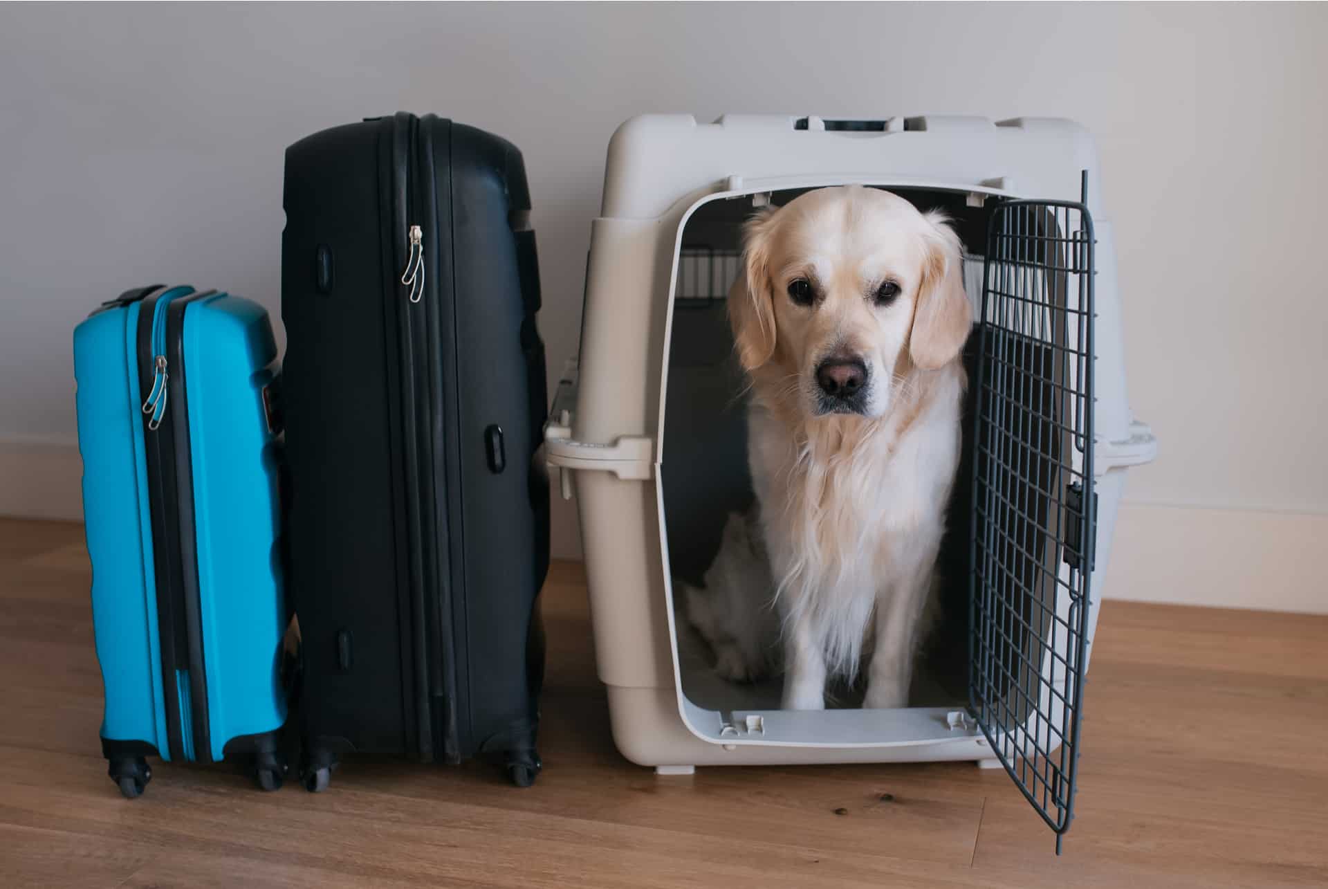 caisse voyage animal caisse voyage animal