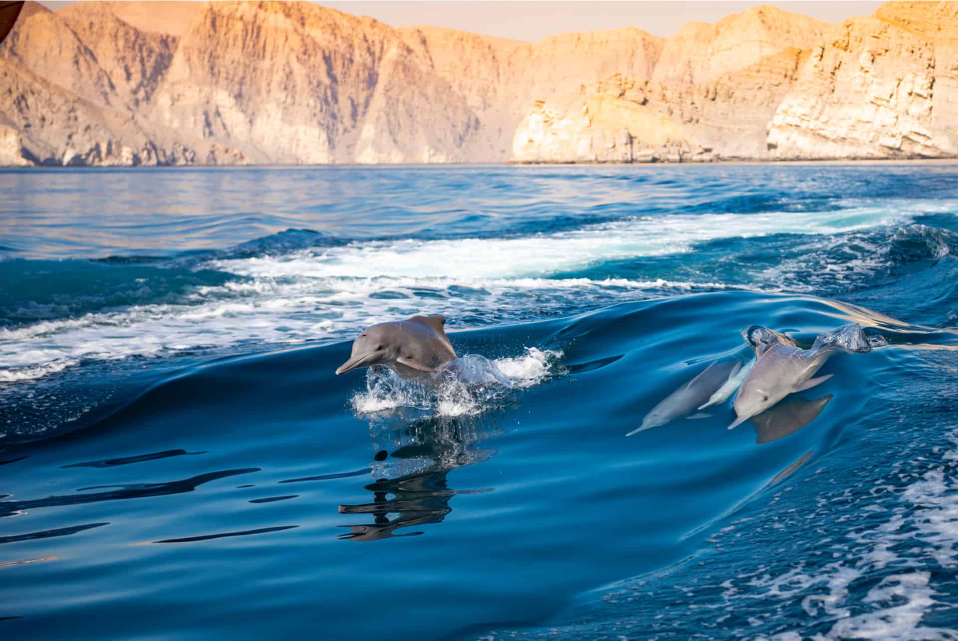 dauphin aller oman pendant sejour dubai dauphin aller oman pendant sejour dubai
