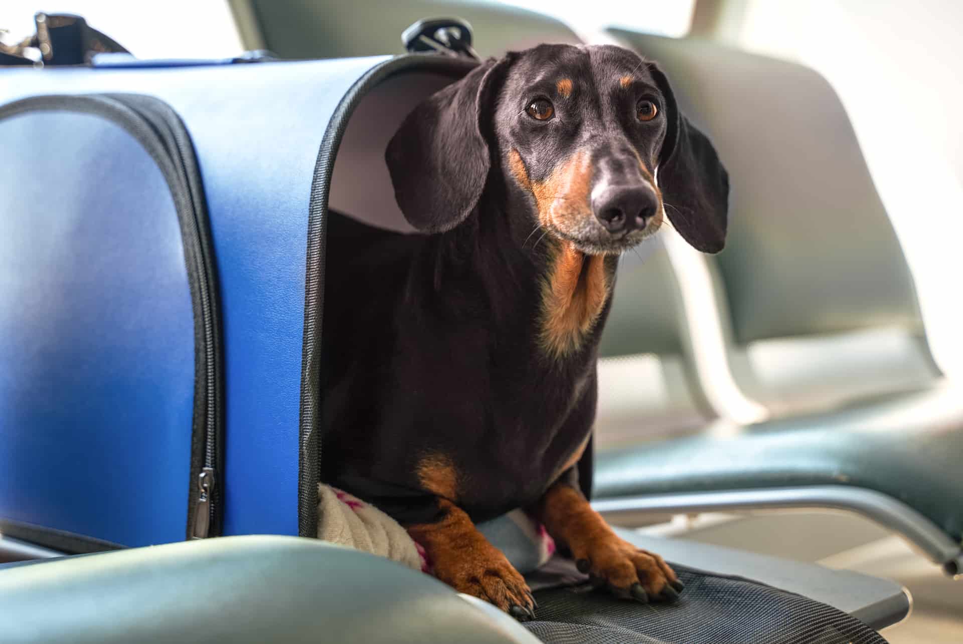 voyager avec son chien emmener son chien à Dubaï