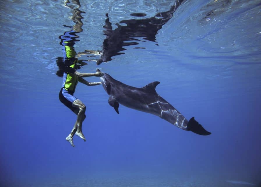 atlantis rencontre dauphins atlantis rencontre dauphins