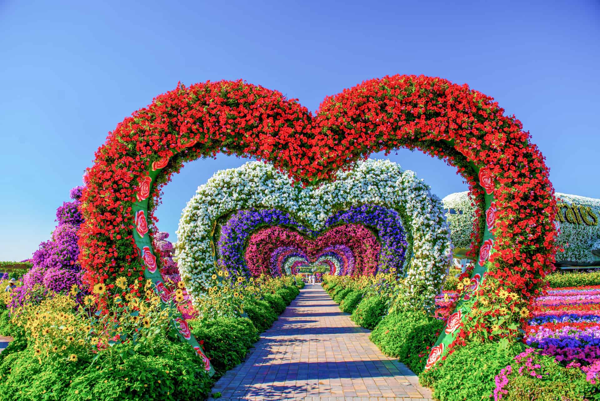 comment se rendre dubai miracle garden comment se rendre dubai miracle garden