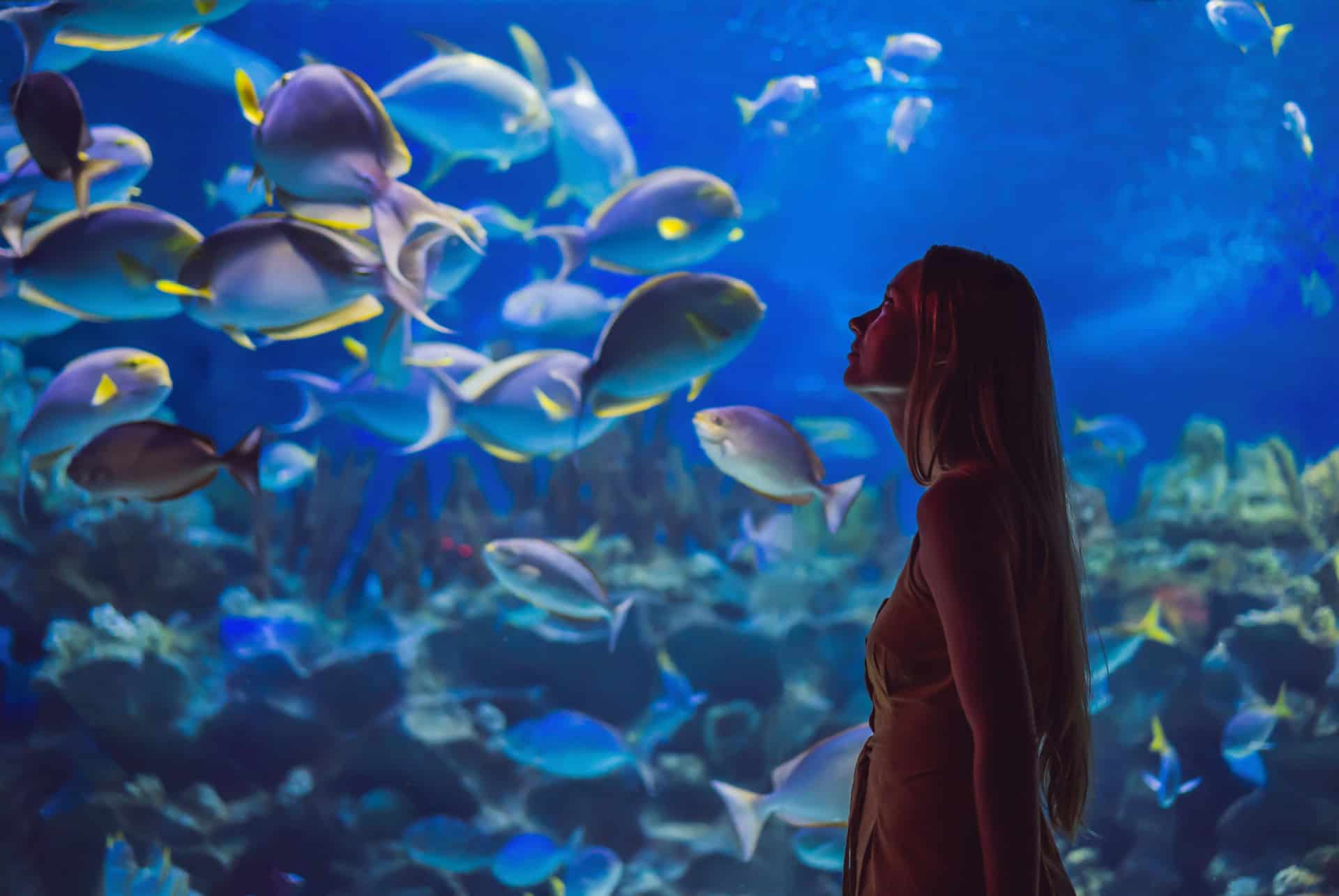 dubai underwater zoo underwater zoo