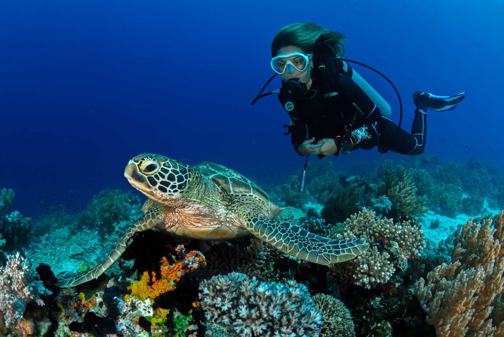 fujairah emirats tortues fujairah emirats tortues
