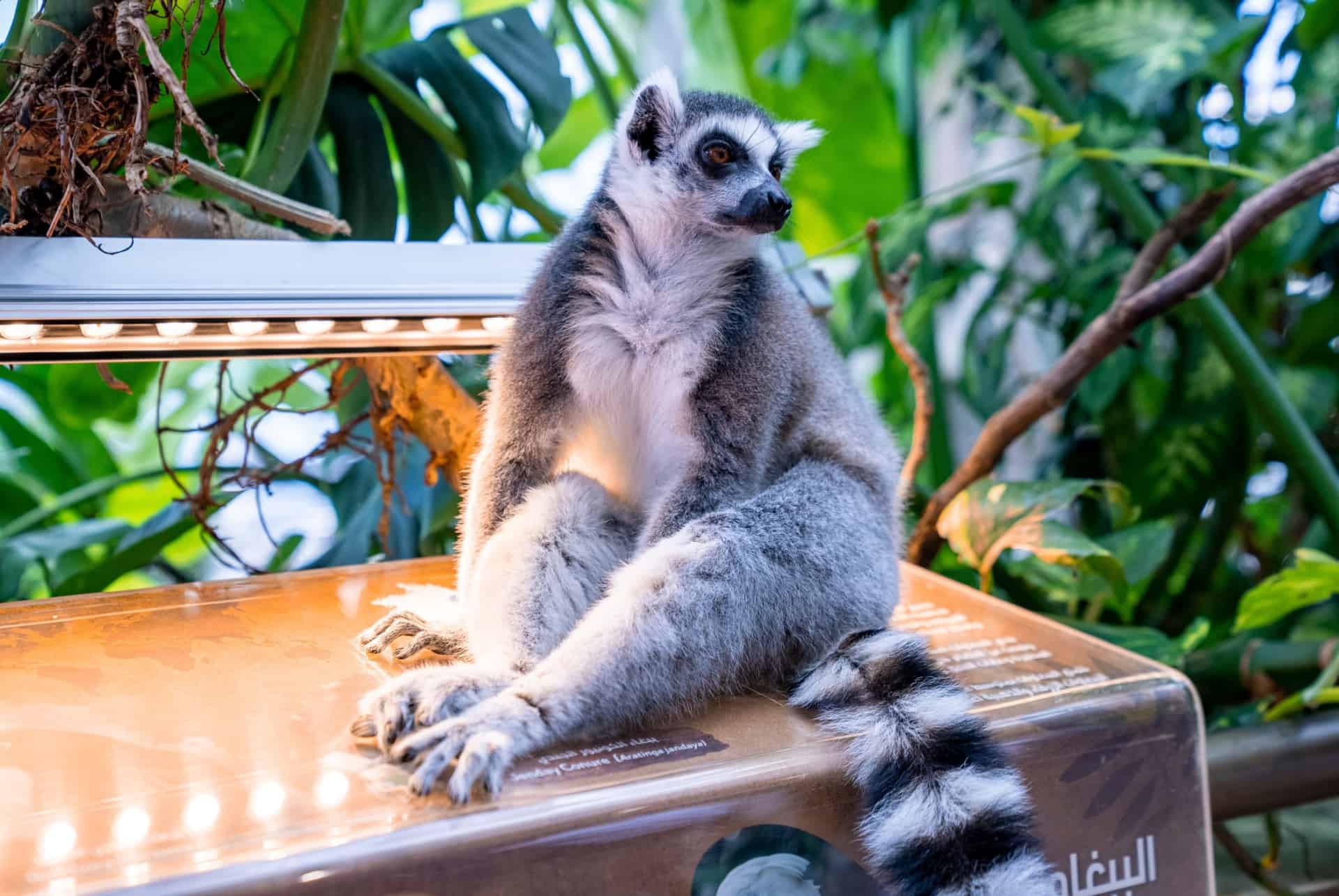 animaux the green planet dubai lemuriens dubai