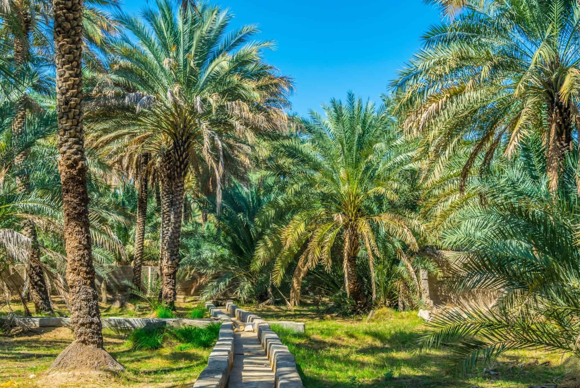 oasis al ain oasis al ain