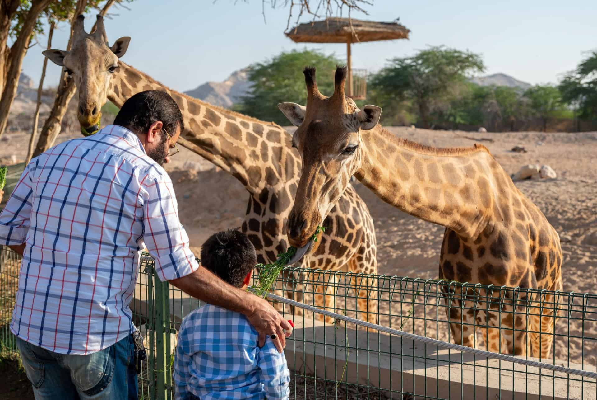 zoo al ain zoo al ain