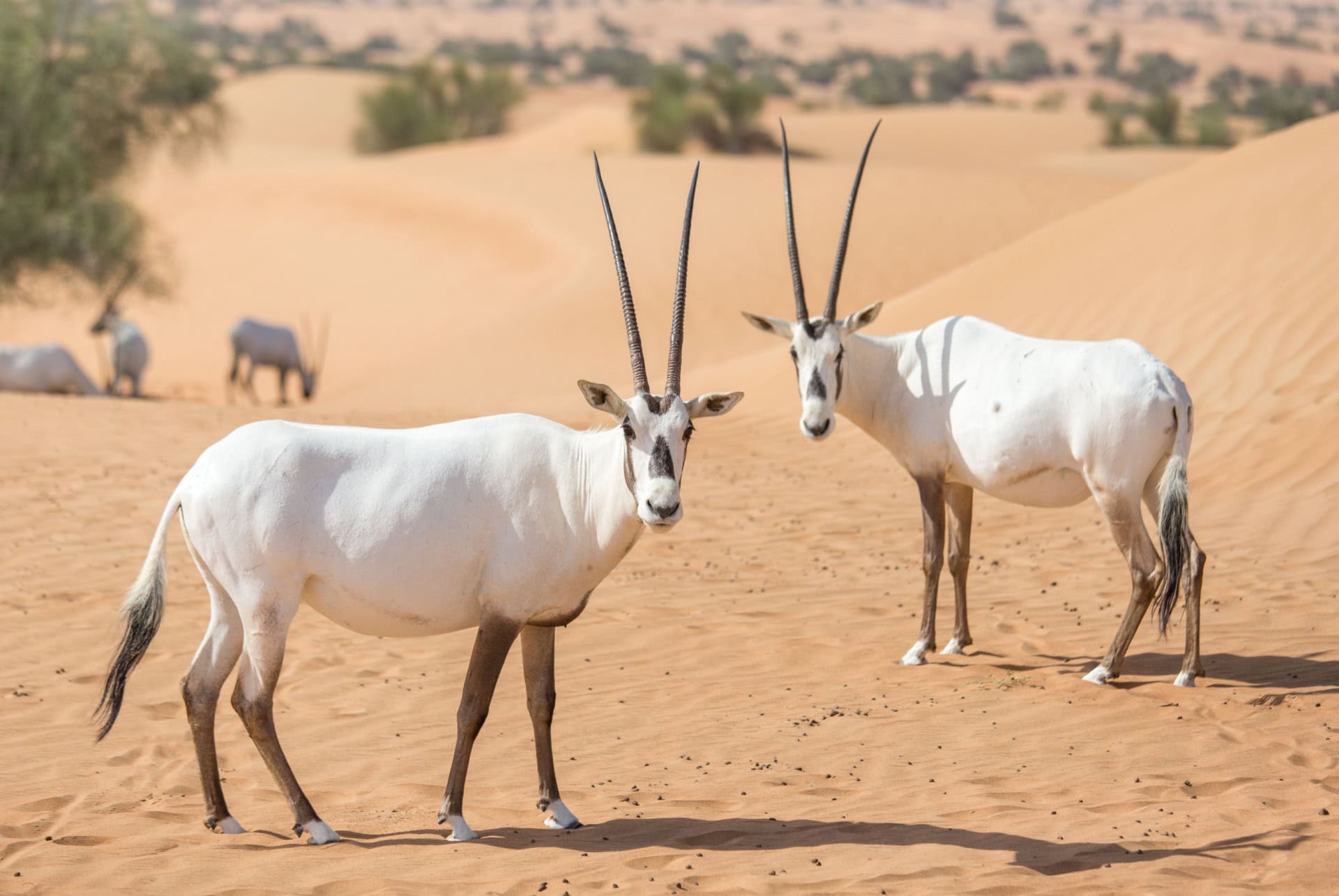 dubai desert conservation reserve dubai desert conservation reserve