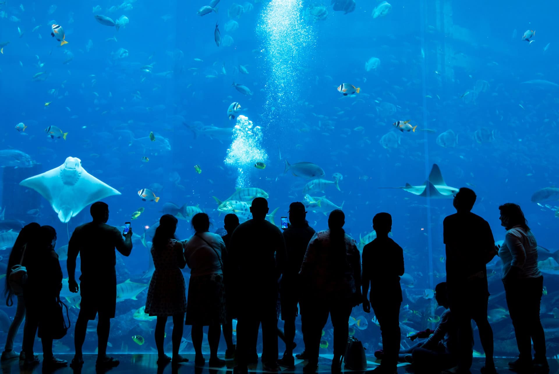 ambassador lagoon ambassador lagoon the lost chambers aquarium