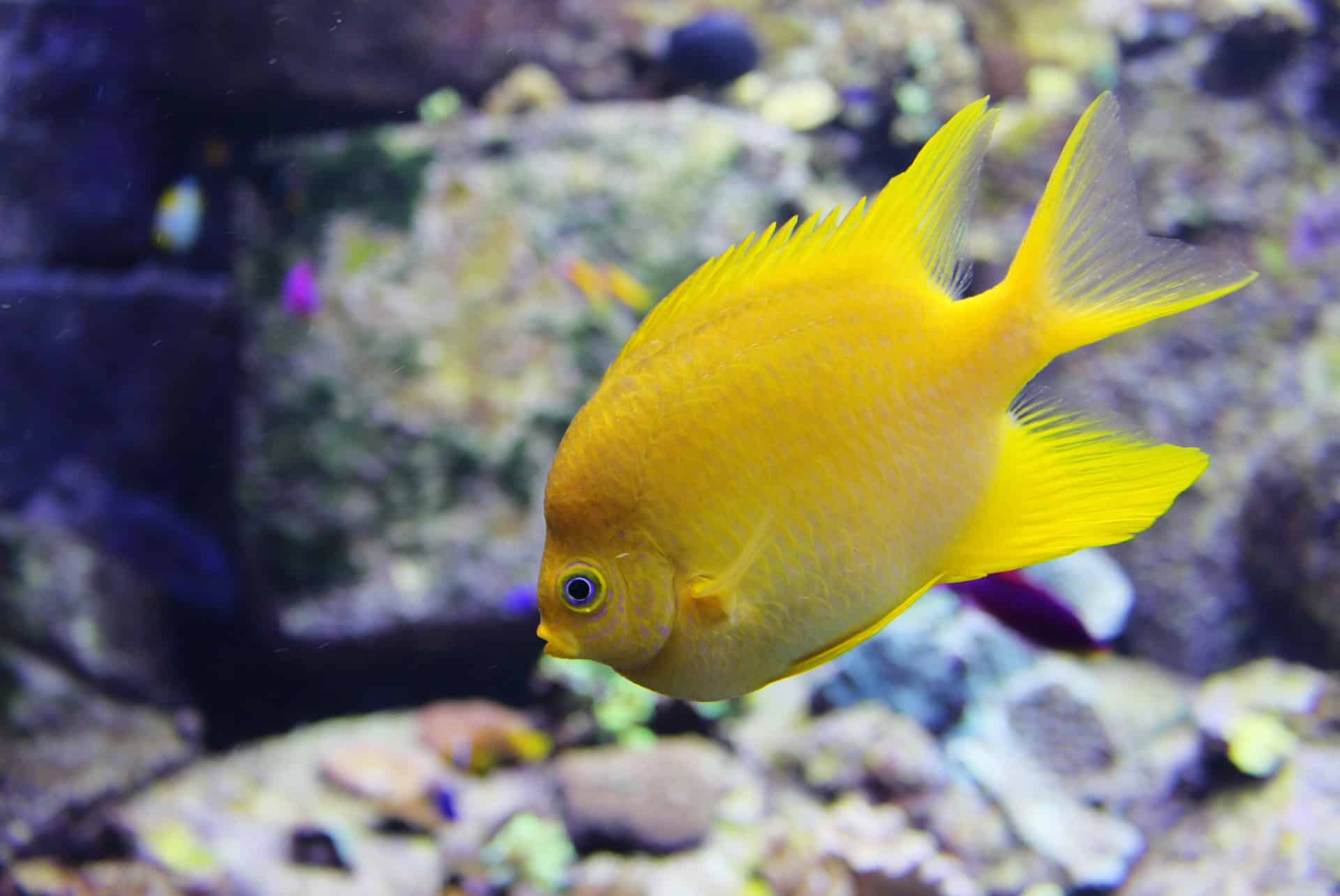 poisson aquarium poisson aquarium