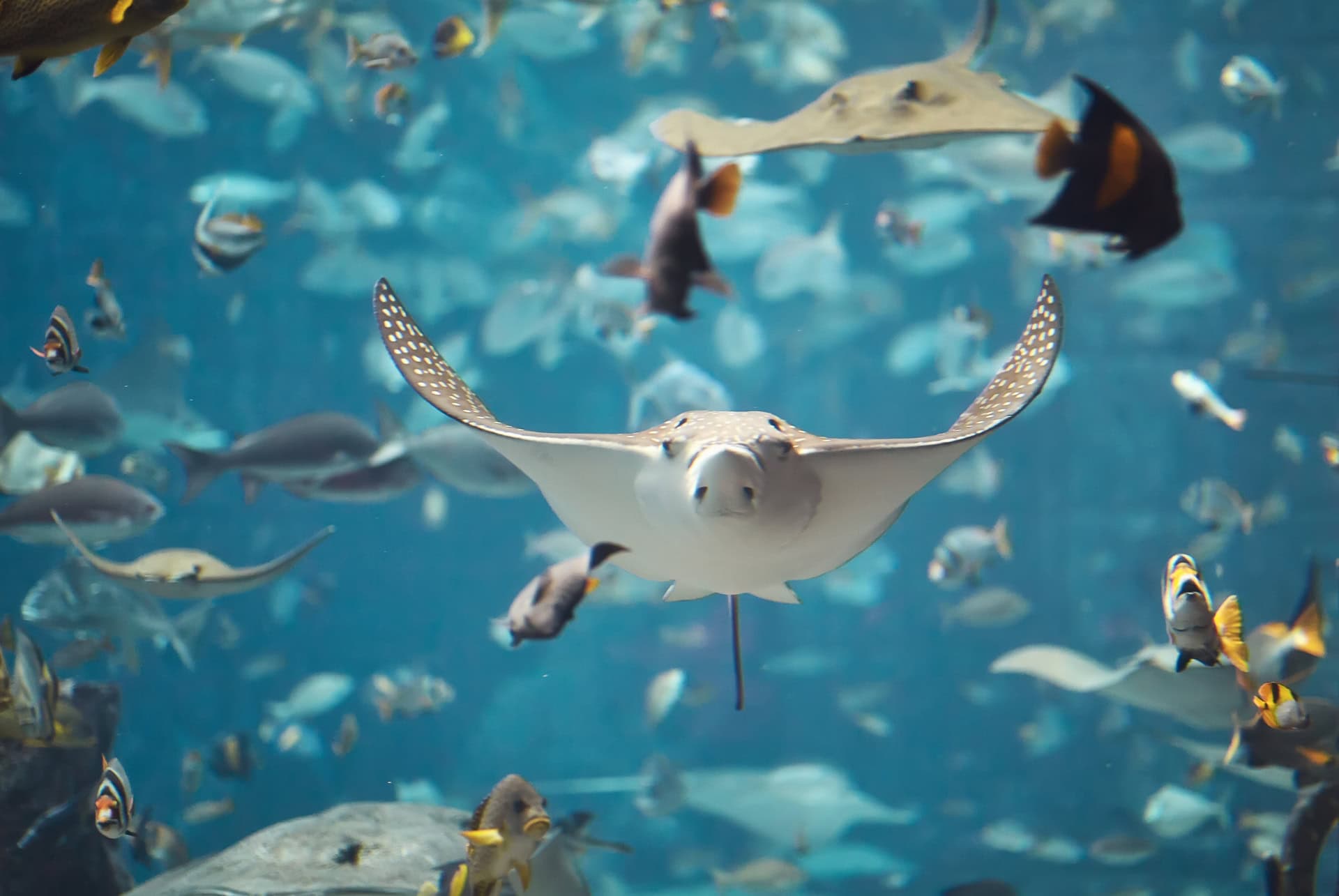 aquarium de dubai aquarium de dubai